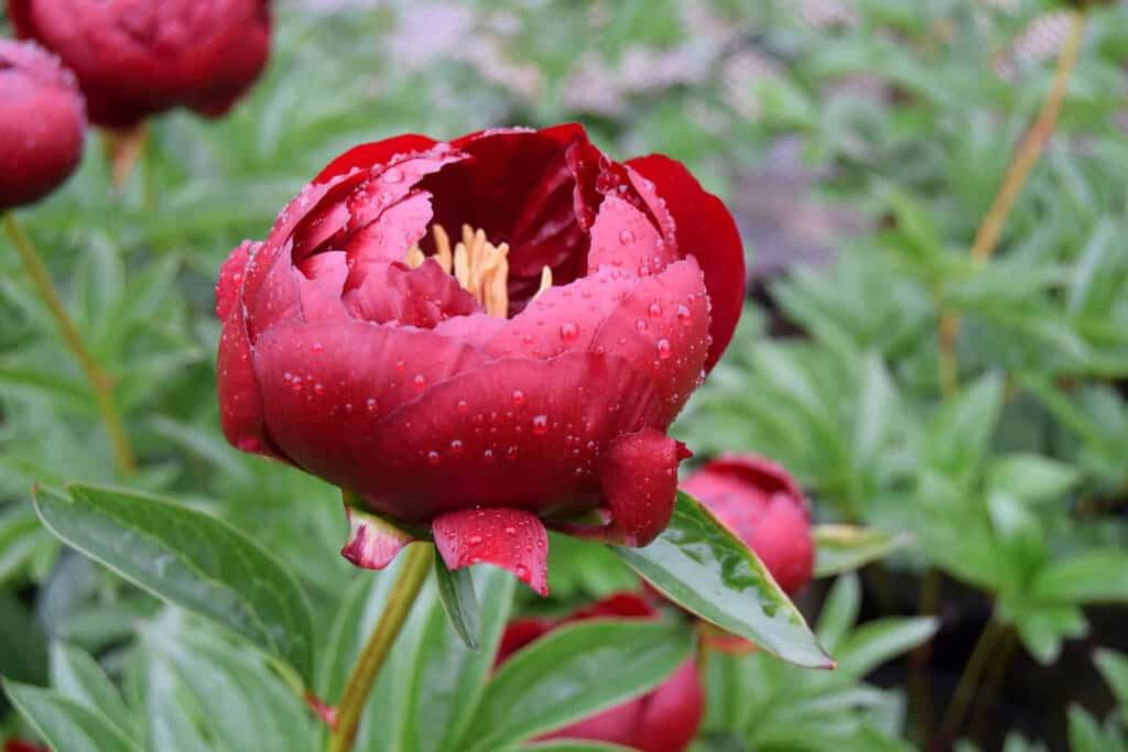 Paeonia 'Buckeye Belle' (D - Red) ---